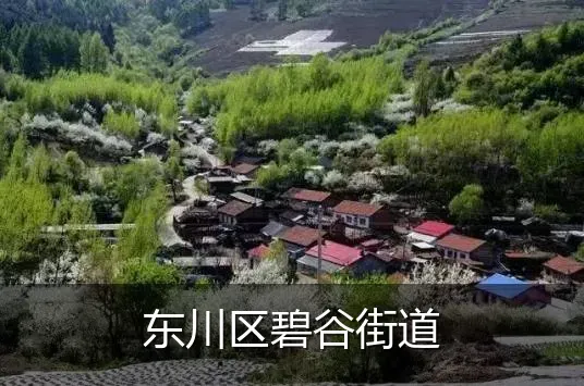 东川区碧谷街道